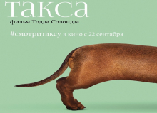 Dachshund
