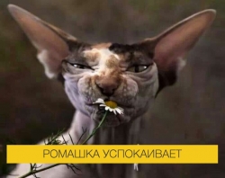 пить антидепрессанты или нет