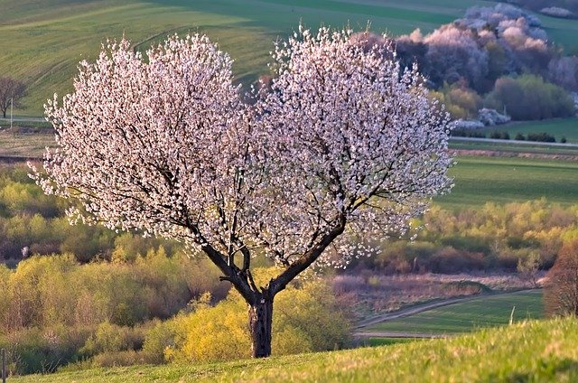 сердце