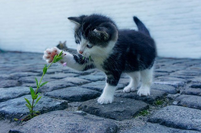 кот